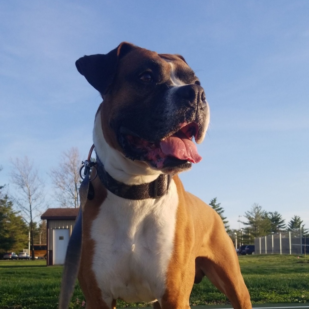 Meet your Posher, Ivy